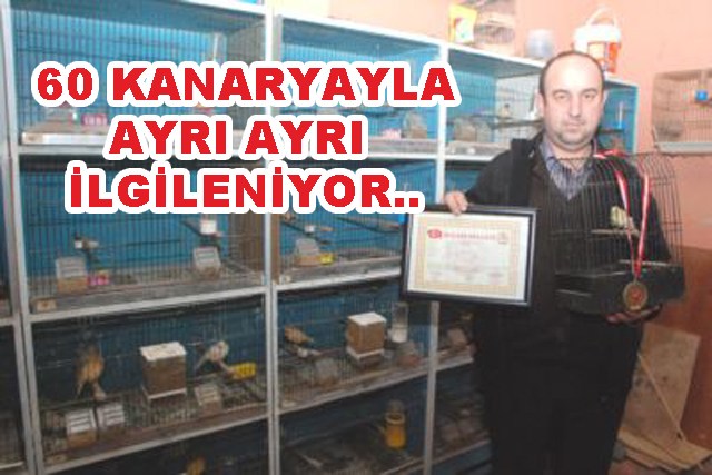 Kanarya sevgisi böyle birşey..